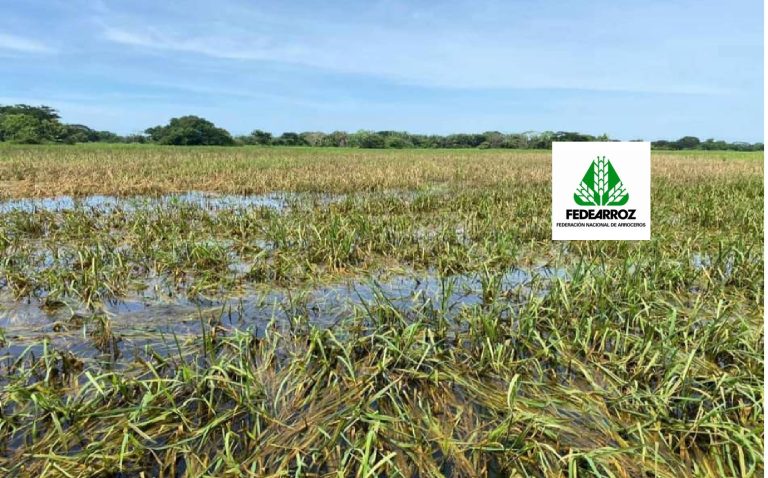 Fedearroz calcula unas 13.000 hectáreas de arroz inundadas en Casanare