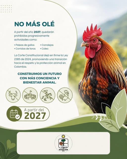 Coleo, corralejas y peleas de gallos, prohibidos desde 2028: qué cambia en San Luis de Gaceno