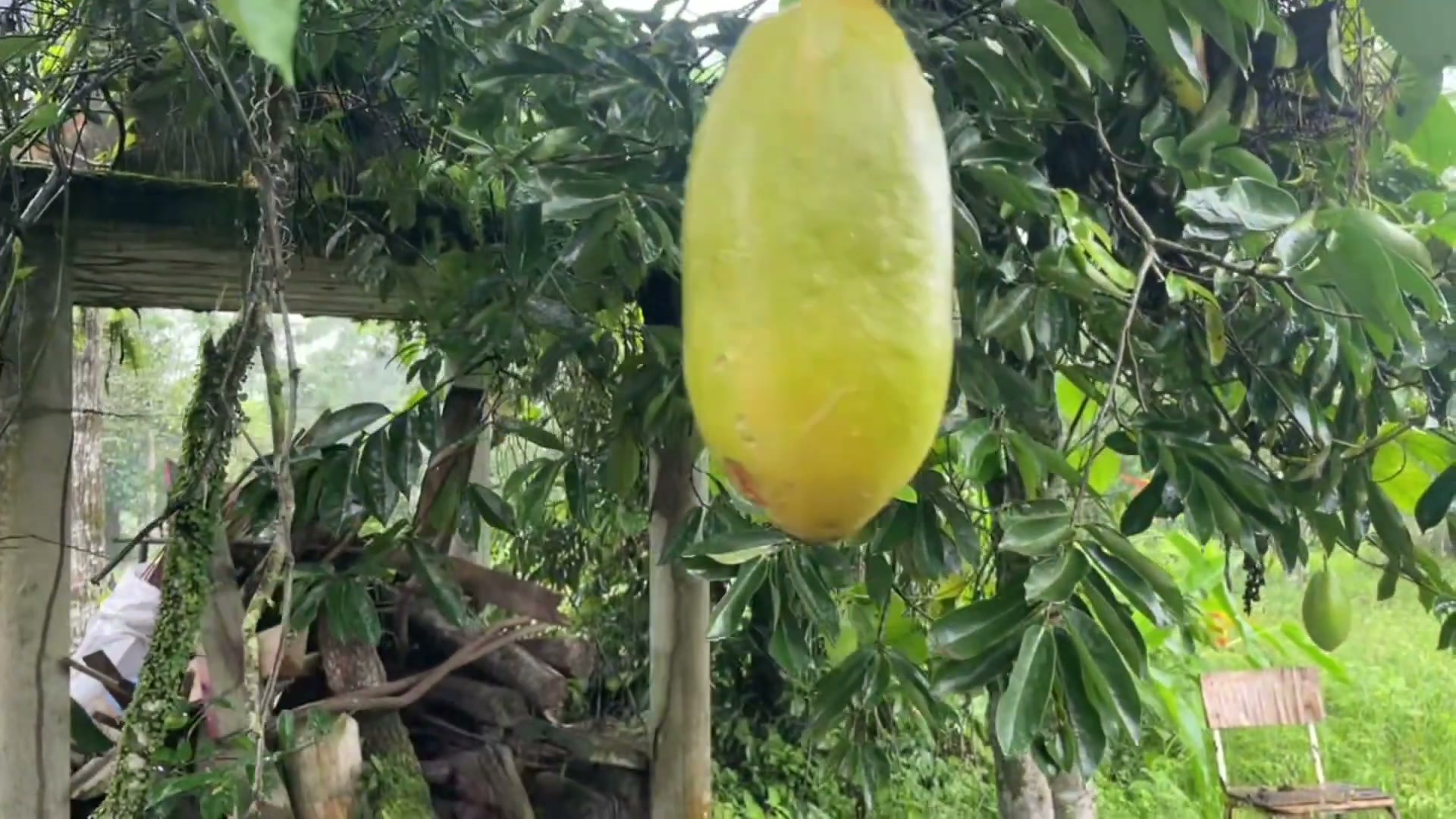 Badea en la zona de frutales de la granja de la IE Nueva Esperanza