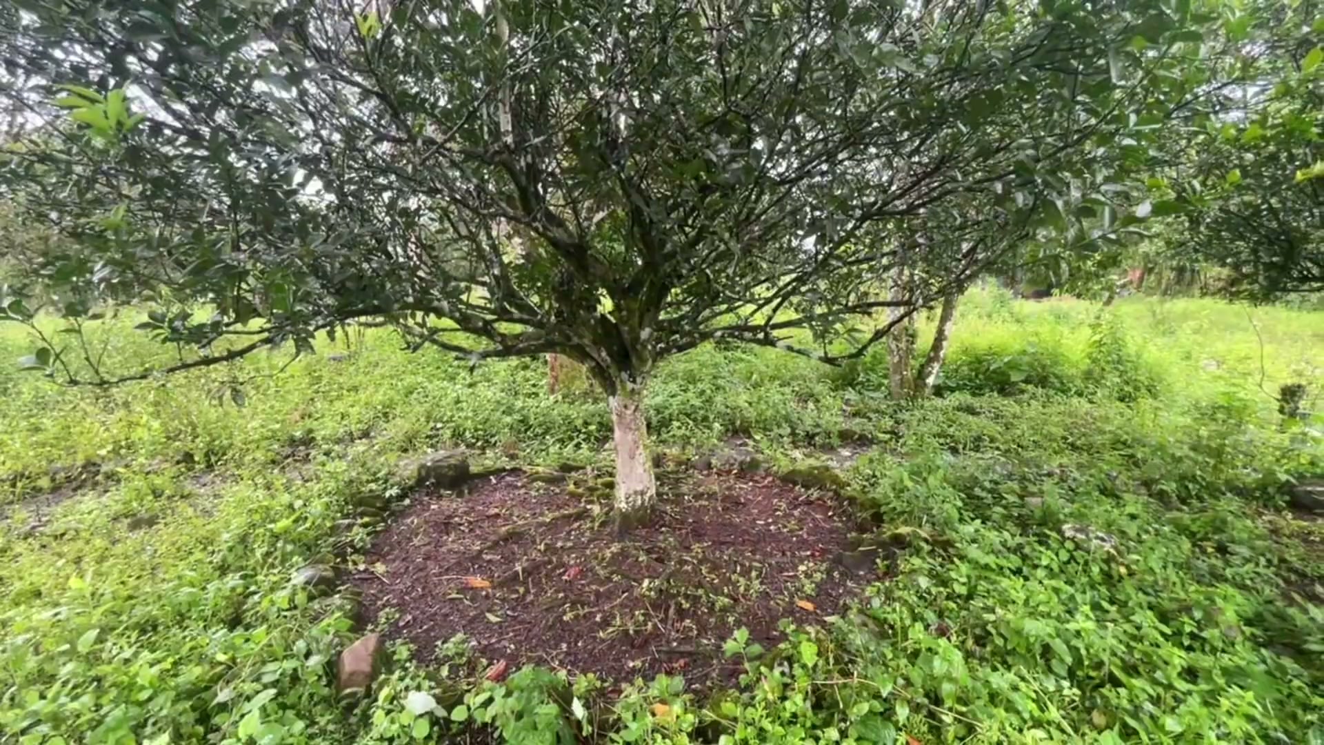 Árbol frutal con la base despejada en la granja escolar de Santa Teresa