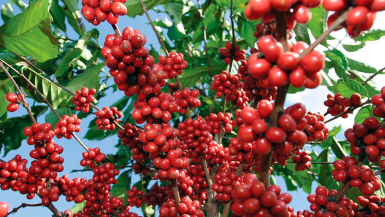 Caficultores de Garagoa llevaron el café del Valle de Tenza a Cafés de Colombia Expo 2026