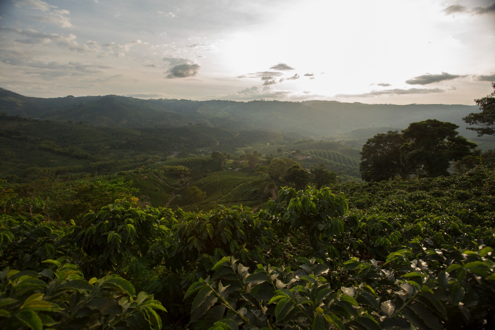 Cafetales en una zona de montaña al atardecer