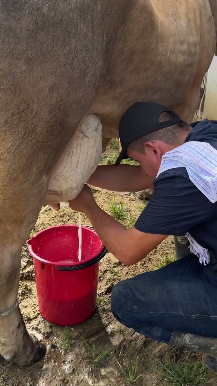 Producción de leche cae 60 % en Boyacá por El Niño y los ganaderos piden ayuda al Gobierno