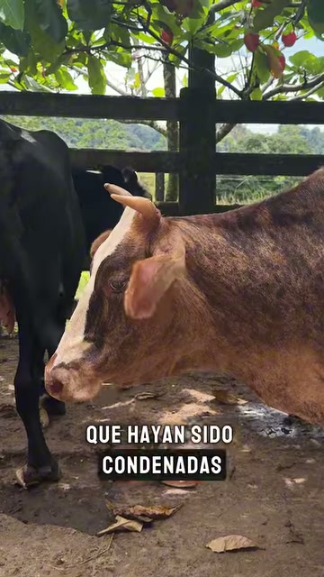 Vaca en un corral en el video sobre la Ley Ángel y el maltrato animal