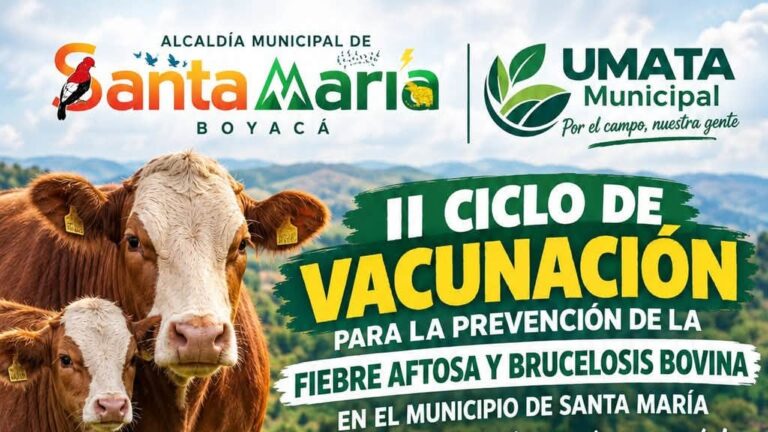 Vacas de color café y blanco junto al título «II ciclo de vacunación para la prevención de la fiebre aftosa y brucelosis bovina»